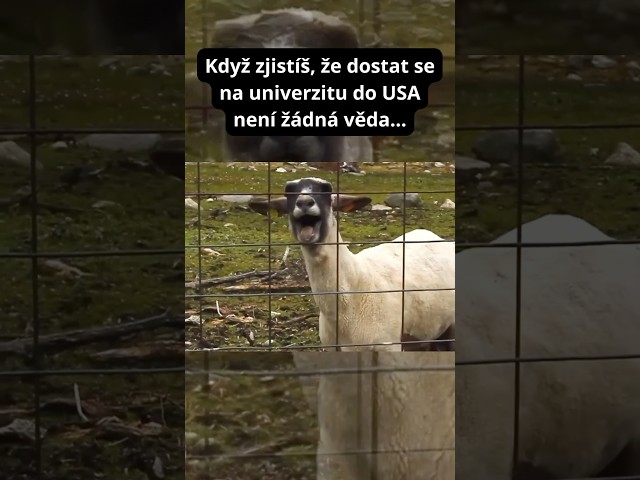 Není!!! 🤬🚨 #češi #memes #czechmeme #usa #funny #komedie #podcast #cesko #viralvideo