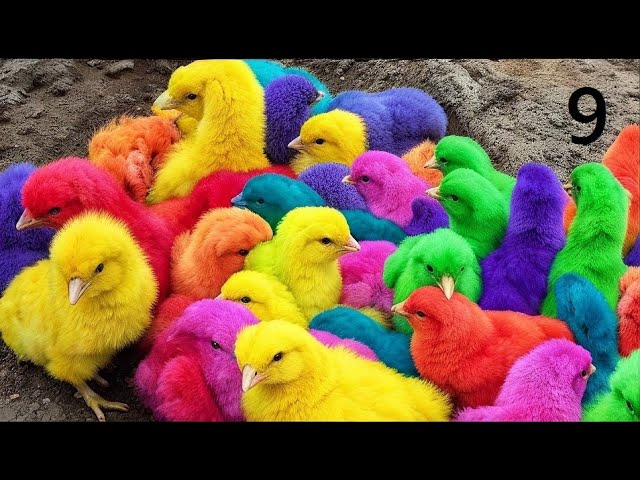 World Cute Chickens, Colorful Chickens,Cute Animals, Rainbows Chickens, Cute Ducks, Cat, Rabbits