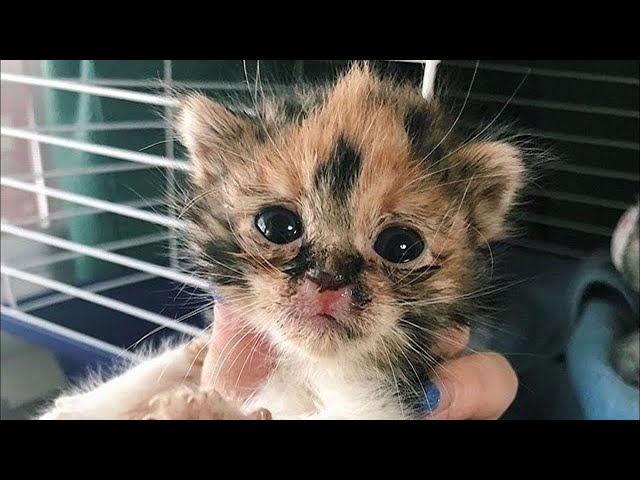 Kitten Rescued from Loneliness Outdoors