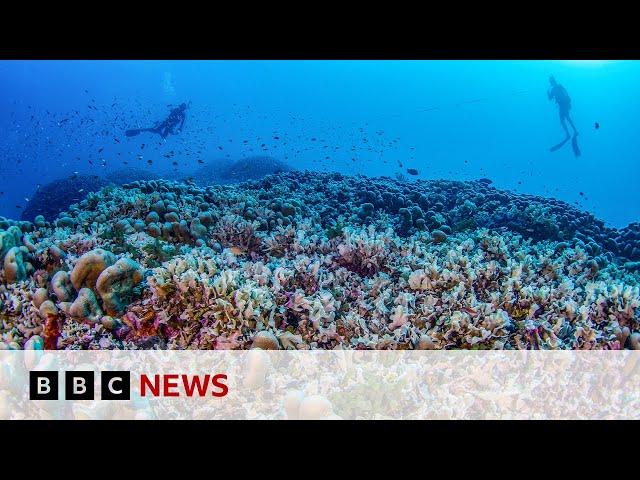 World’s largest coral found in Pacific Ocean | BBC News