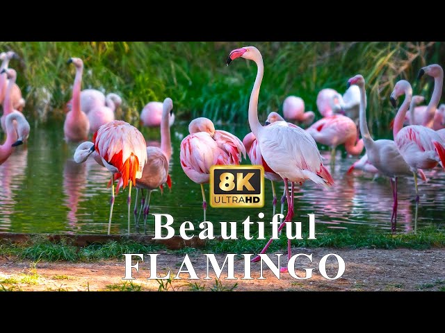 8K HDR Dazzling Flamingo - Colorful Birds With Calming Music | Nature Animals Film