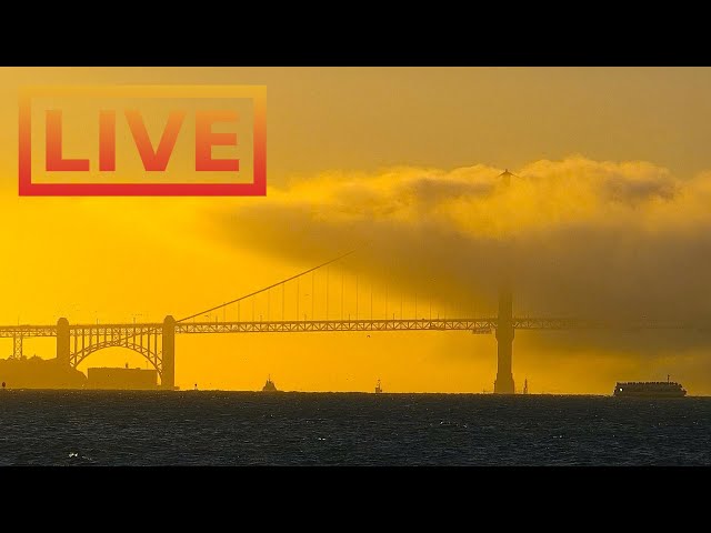 🔴 San Francisco Skyline LIVE · hosted by Mersea Restaurant 🌴 Treasure Island