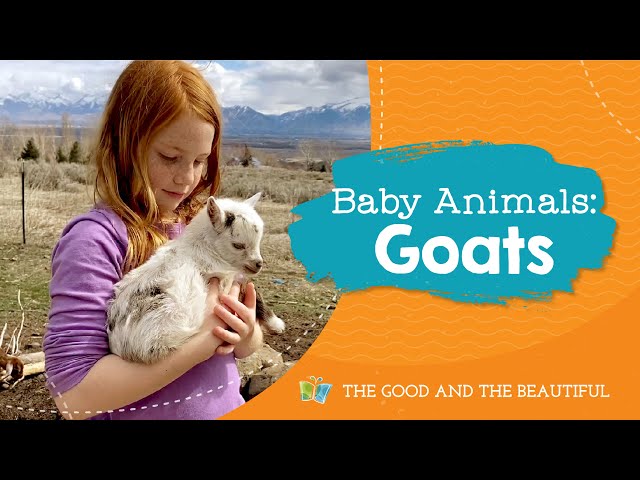 Baby Animals | Goats | The Good and the Beautiful