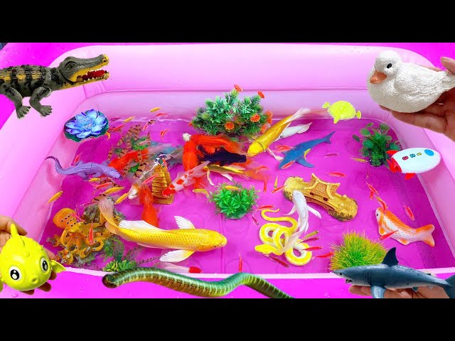 Amazing Put fish in the float,sharks,dolphins,sea creatures,Slipp vakre prydfisk,marint liv,koi fisk