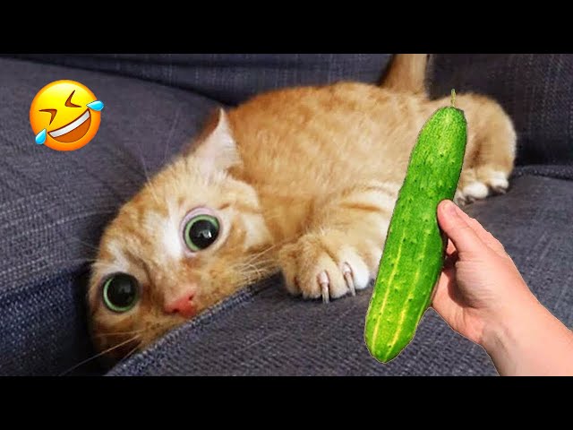 Cats with Comedy Chops 😆 Hilarious Moments of 2024 😂