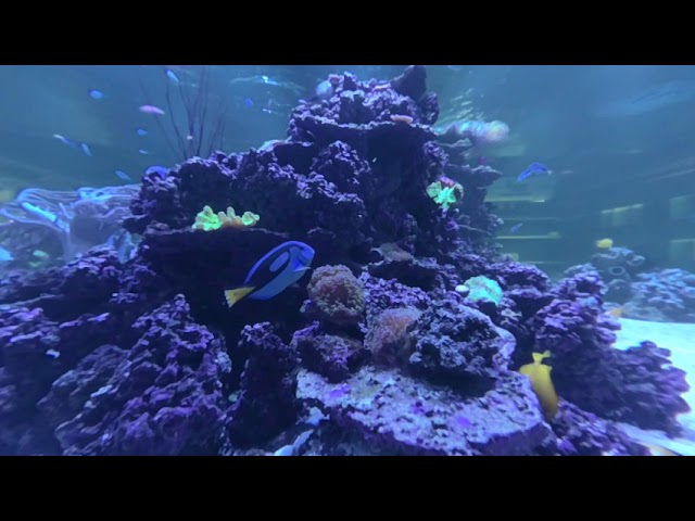 Local aquarium in ShenZhen 4K 60p