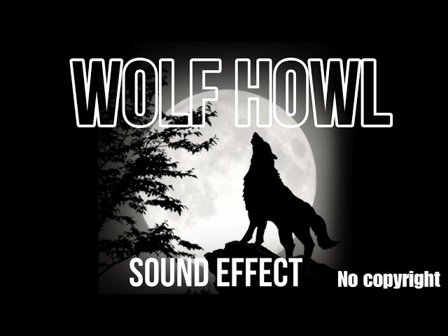 Wolf howl sound effect | night wolf sound | no copyright | free