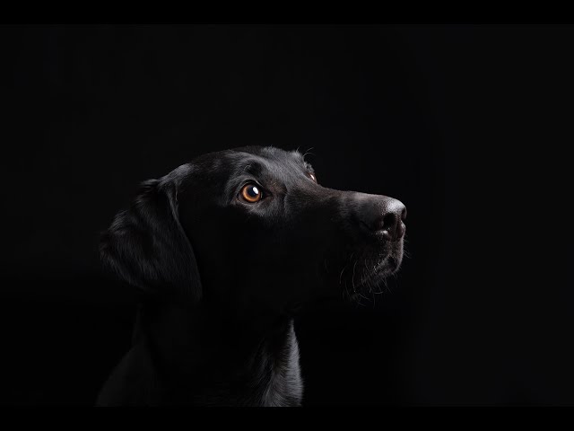 Tipps zur Hundefotografie - Schwarzer Hund vor schwarzem Hintergrund