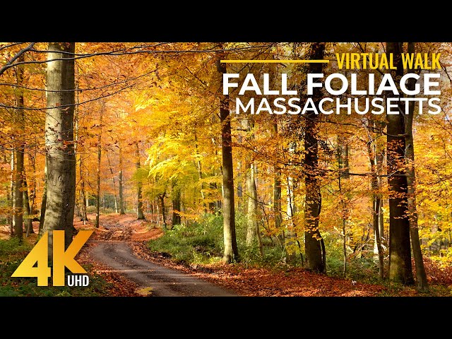 4K Fall Foliage of Massachusetts Forest - Walk on Keystone Arch Bridges Trail with Birds Sounds