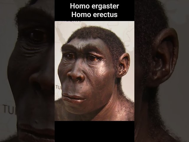 australopithecus afarensis, homo habilis, homo ergaster, uomo di Neanderthal now & then