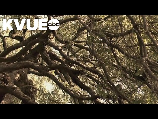 Who was the man who poisoned Austin’s most famous tree?