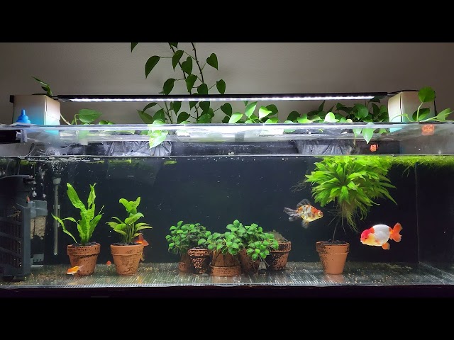 2-year-old bare-bottom goldfish tank | 100 gallon still seems small now