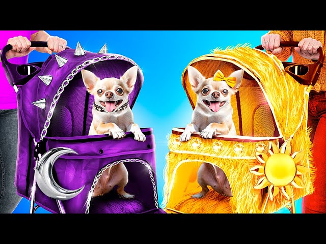 Sun vs Moon Pets! One Colored Dog House Challenge!