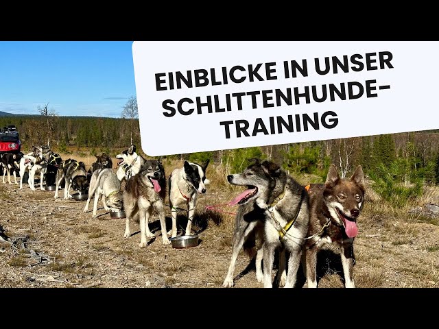 Einblicke in unser Schlittenhunde-Training: So läuft der Tag ab #zughundetraining