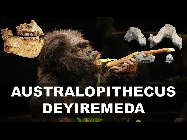 Australopithecus Deyiremeda | The Most Recent Australopithecus Species  Discovery