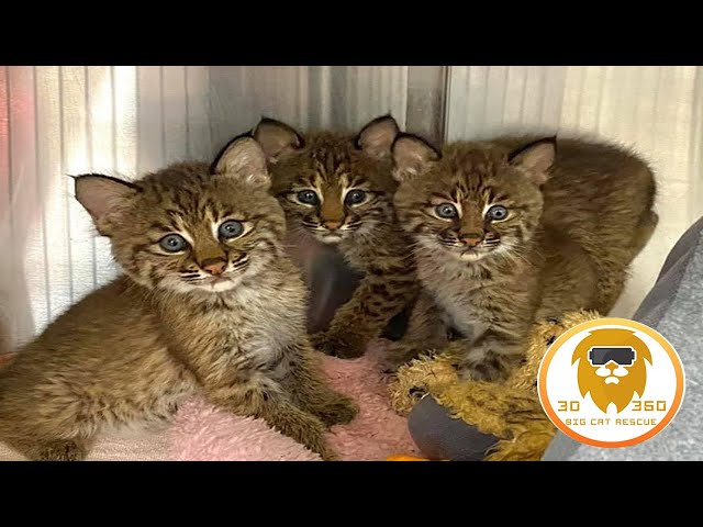 Baby Bobcat Trio in 3D 180VR!