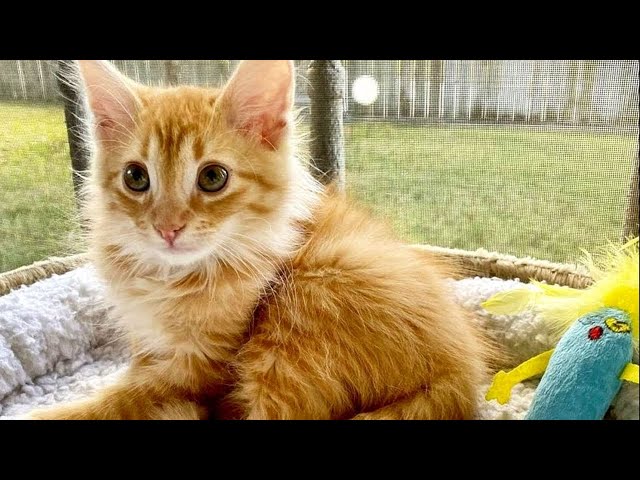 Stray Kitten Finds Love at Last