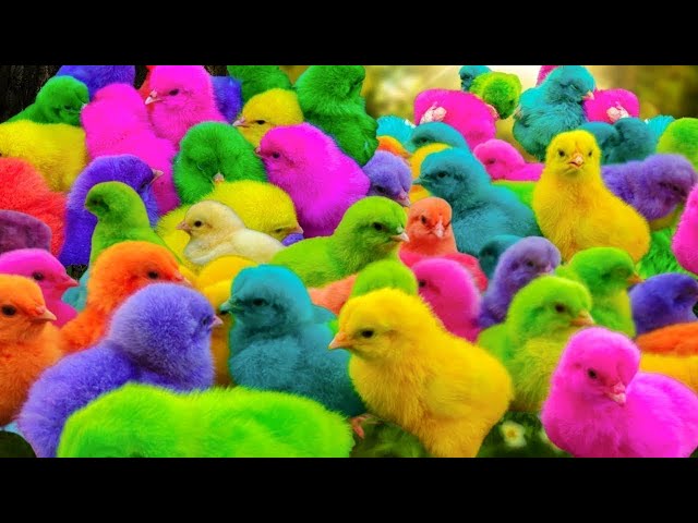 World Cute Chickens, Colorful Chickens, Rainbows Chickens, Cute Ducks, Cat, Rabbits,Cute Animals🐤🐣🦆🐟