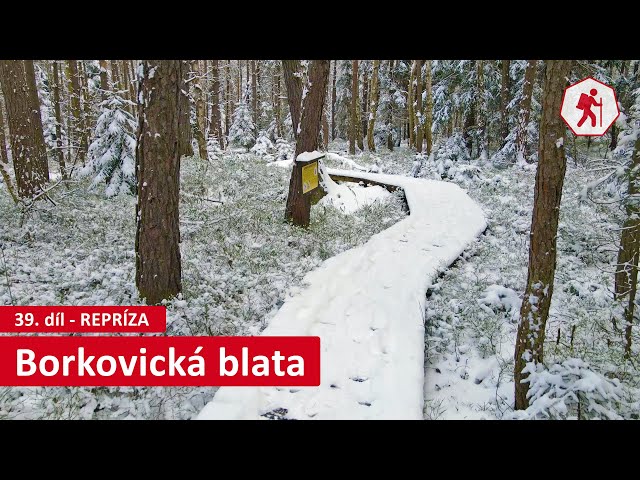 Borkovická blata (CHKO Třeboňsko) | 39. díl (repríza) – Jihočeské víkendy [4K]