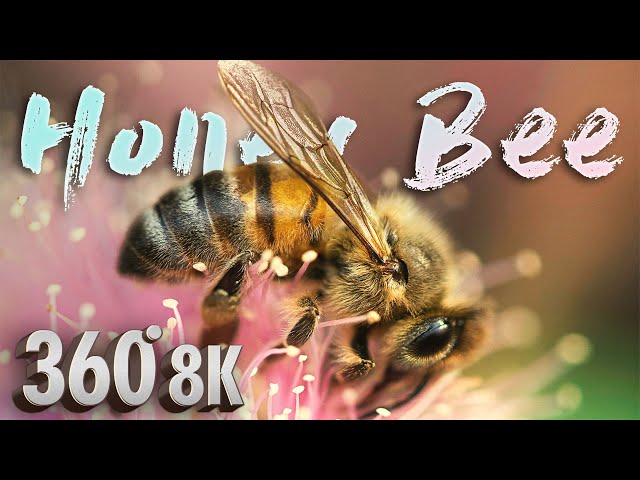 Learn About Honey Bees in VR - A 360° Virtual Reality Field Trip