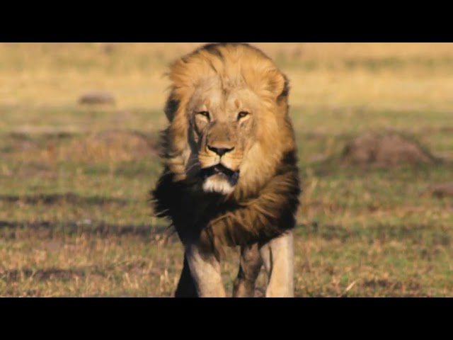 The Real Lion Kings | Bayede! Wena weNkosi