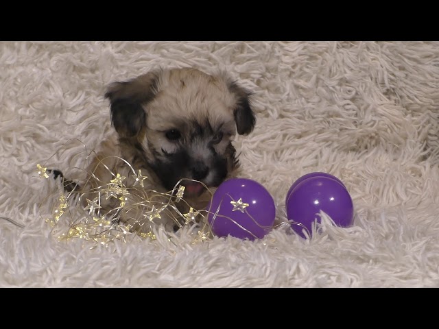 Cute Bolonka puppies - just 6 weeks old