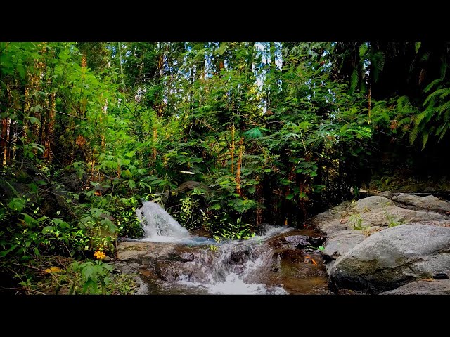 NO ADS 🌿 Peaceful Forest River | Gentle Water Sounds & Bird Songs | 8 Hours Nature Sounds