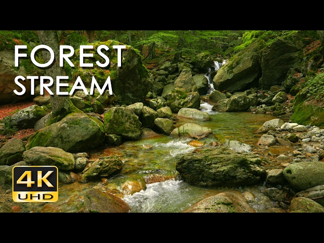 4K Forest Stream - Relaxing River Sounds - No Birds - Ultra HD Nature Video -  Relax/ Sleep/ Study