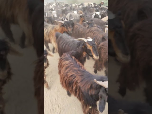 Black goats #bakra #reels #animals #shorts