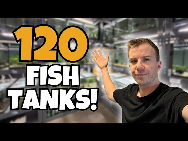 This FISH STORE is a NANO FISH & AQUASCAPERS Wonderland! - Planted Aquaria Fish Store Tour