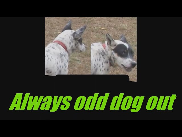 Goose, the WHITE Blue Heeler |  Australian Cattle dog breakfast