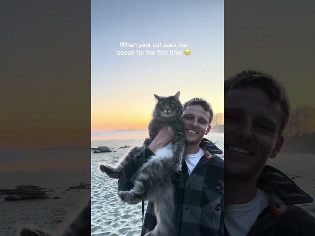 When Your Cat Sees The Ocean For The First Time