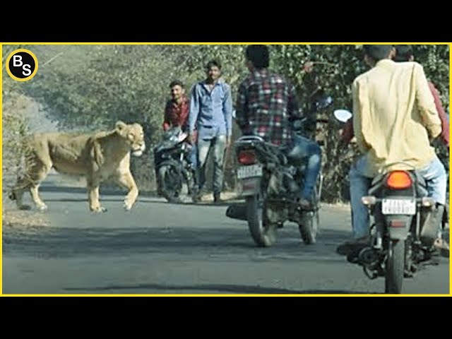 20 Terrifying Moments of Wild Animals Roaming The Streets