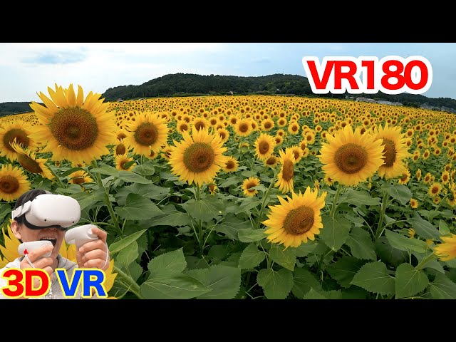 [VR180] Sunflowers bloom over 100,000 square meters. / 3D video in VR180 format