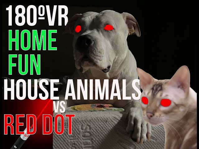 180VR chase AmStaff DOG & 2 cats VS LASER DOT