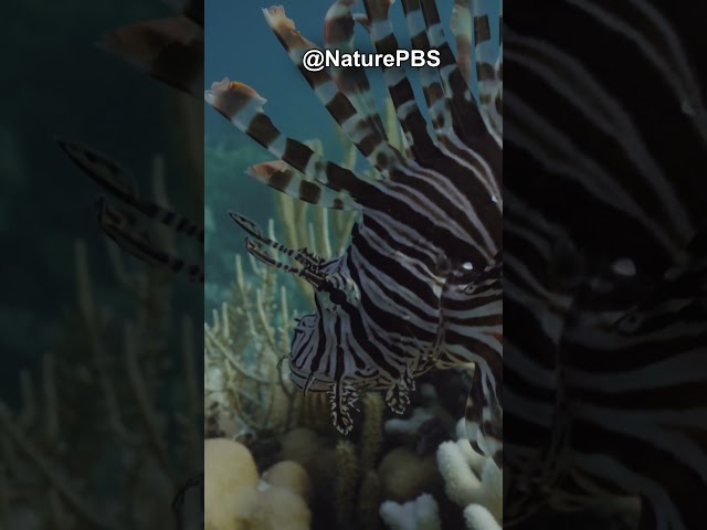 Lionfish Can Swim Upside Down