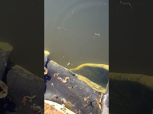 Pond Skaters and Bubbles on the Pond's surface