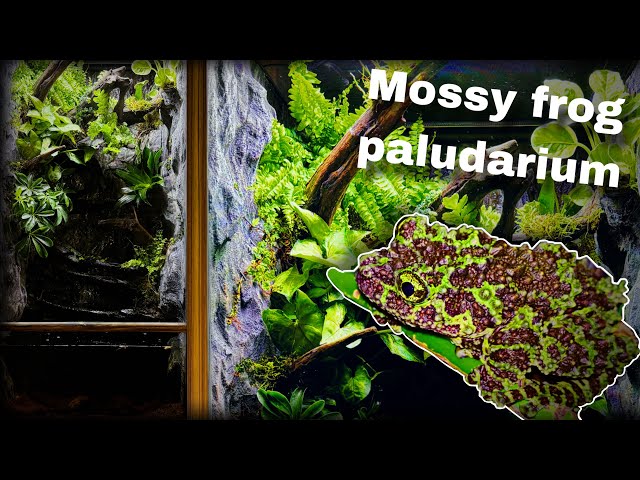 Naturalistic Vietnamese mossy frog paludarium w/drip wall feature