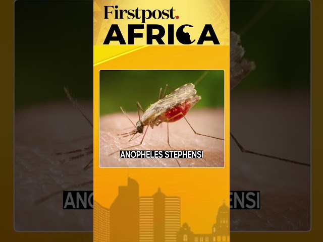 Africa's New Enemy: The Urban Mosquito | Firstpost Africa