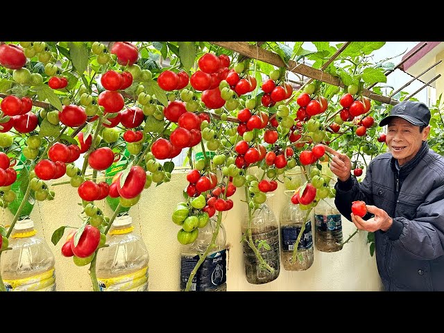 The best ways to grow tomatoes for you, easily, with high yields and without a garden