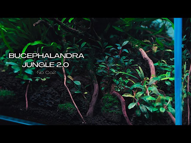 BUCEPHALANDRA DOMINATED NANO LOW TECH AQUASCAPE | STEP BY STEP TUTORIAL | AQUASCAPING TUTORIAL