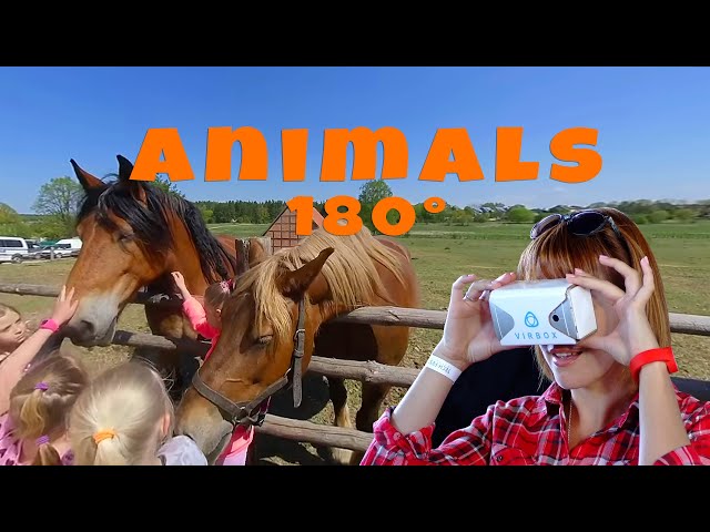 Animals VR 180° - stereoscopic video for virtual reality headset.