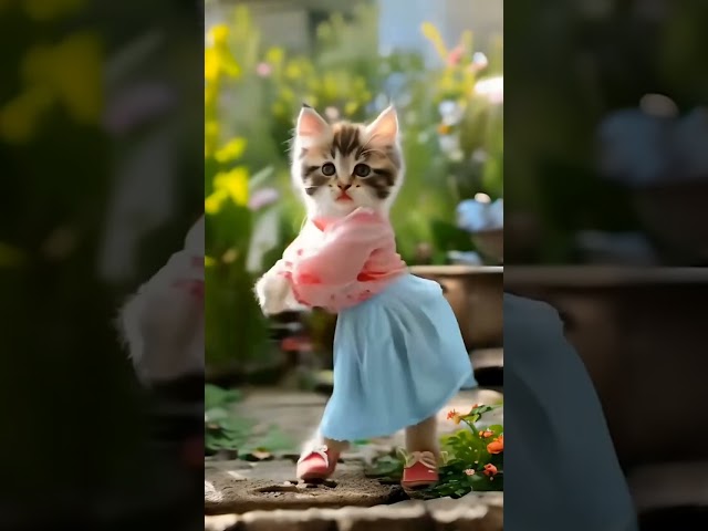 cat videos funny short dance😀  #shorts #short #viralvideos #viralshort #cat