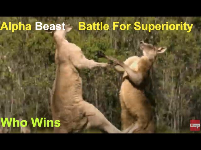 BBC Earth Animal Fight. Wildlife Biggest Fight The World Has Ever Seen. Battle of Alpha Beast.