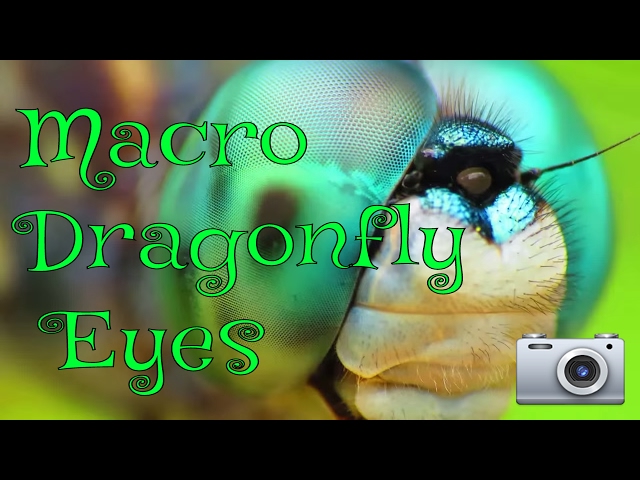 Photographing Blue Dasher Dragonfly Eyes. Ultra Macro Video!