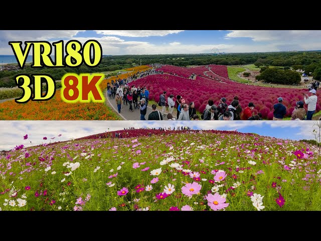 [ 8K 3D VR180 ] ひたち海浜公園・コキアとコスモスの絶景  Spectacular views of kochia and cosmos at Hitachi Seaside Park