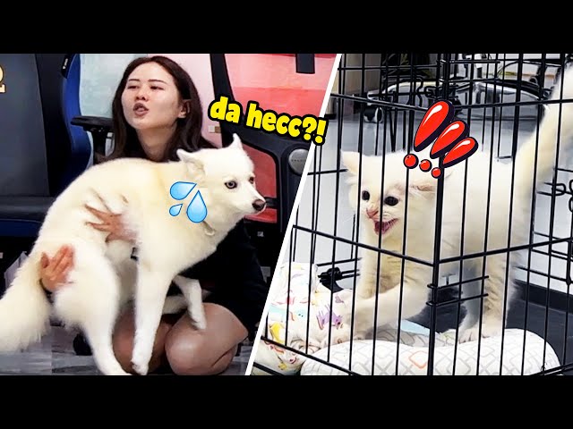 DOG MEETS KITTEN for THE FIRST TIME!? *SCARY REACTION** 😱😱 | MiniMoochi