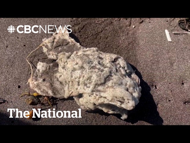 Newfoundland blob mystery solved — maybe