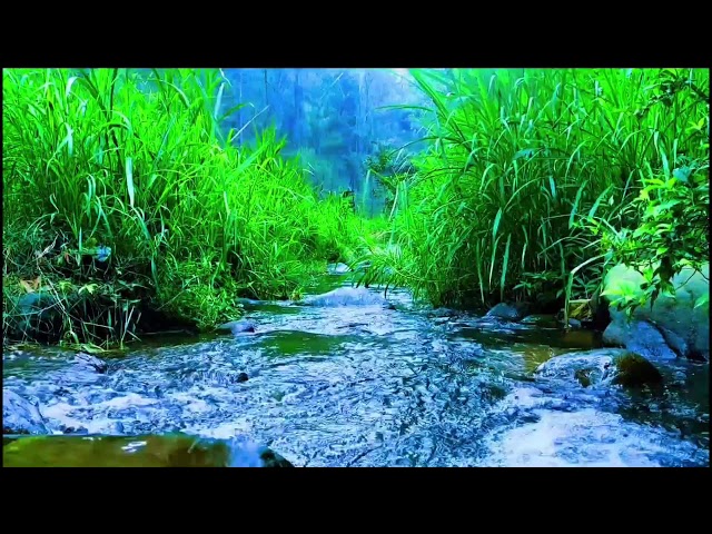 Relaxing sounds of the forest, soothing water sounds for sleep, rain sounds for sleeping birds