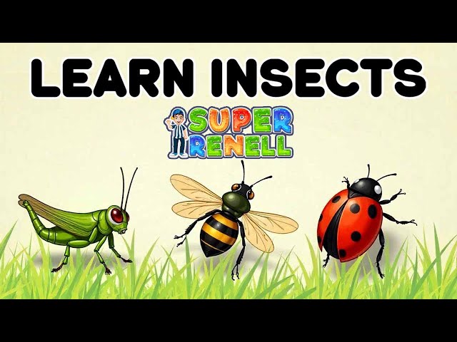 Learn Insects & Bugs | Educational Baby Learning | Toddler Learning Videos | Super Renell Kids Songs